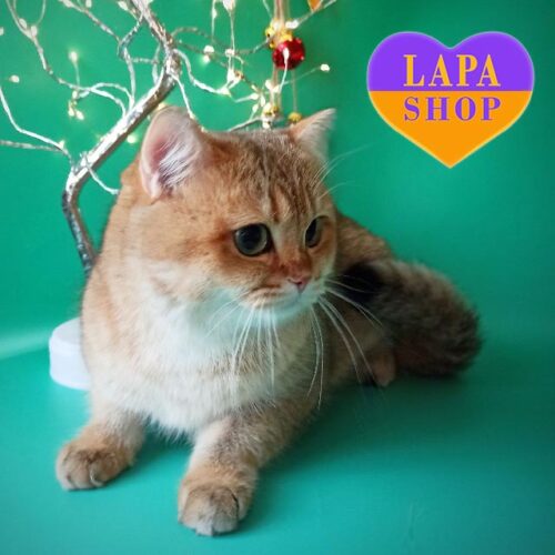 Милая британская кошечка в золотой шубке Лилу — ваша будущая любимица