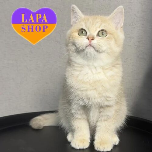 Британская красавица в лиловой шубке Livara