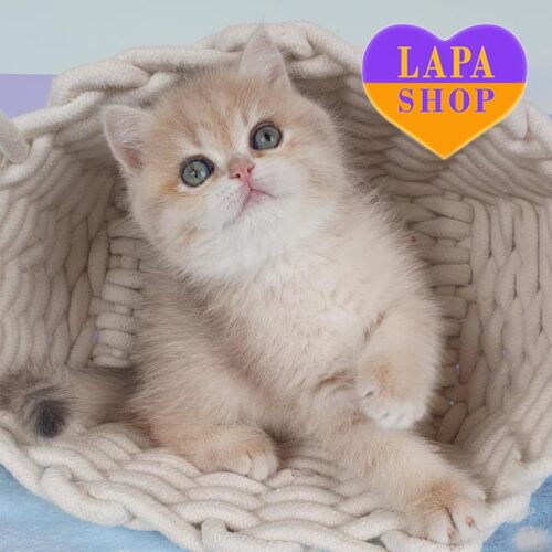 Британская красавица Lolita