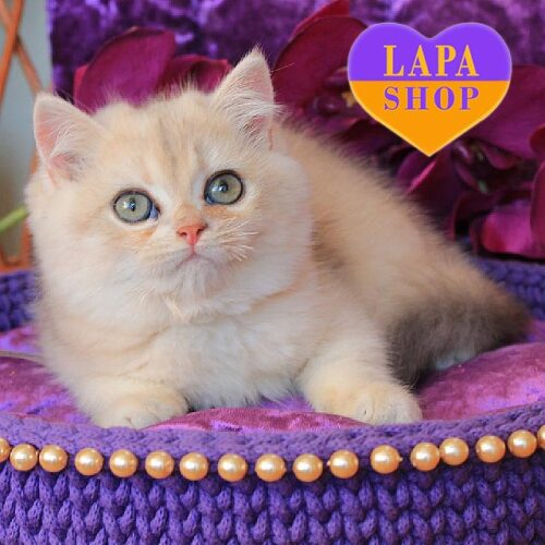 Очаровательный британский котенок со сладким именем Marmelad