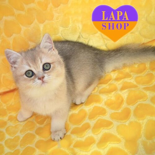 Очаровательный британский котенок окрасом голубая шиншилла Марсель