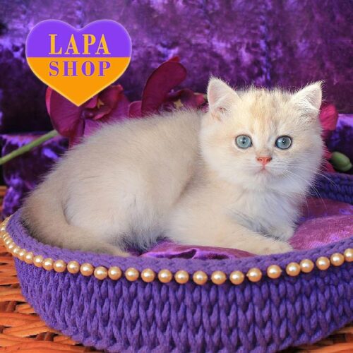 Milky Way – британская красавица в голубо-золотой шубке