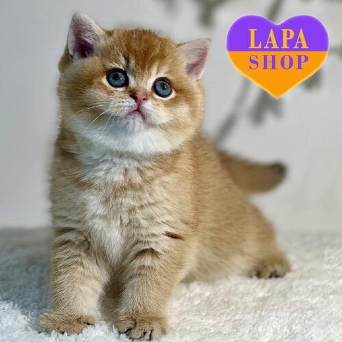 Nika — британская красавица в золотой шубке