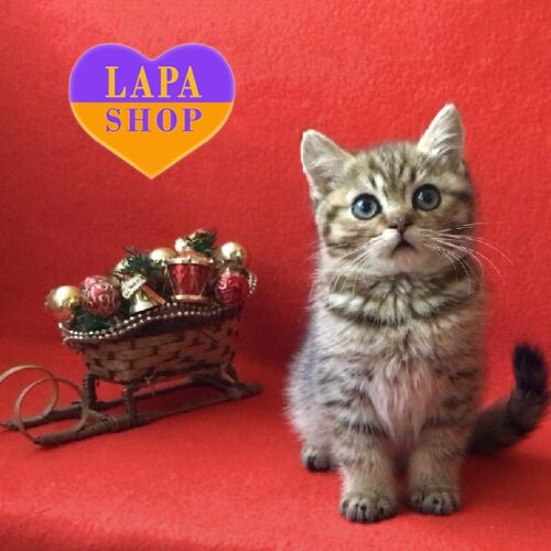 Елегантний британський джентльмен Пьер