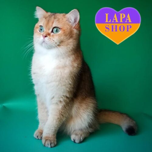 Римма — золотая британская красавица