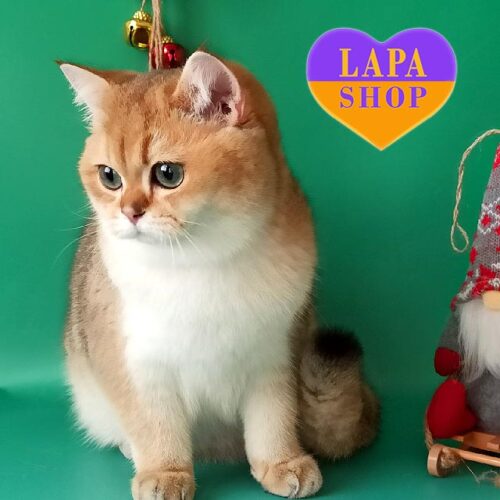 Британский котенок в золотой шубке Самсон