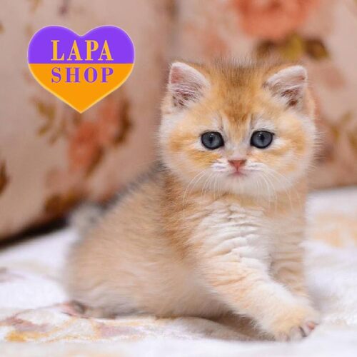 Британский красавчик в золотой шубке Sunny