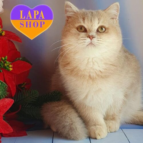 Лилово-золотой британский котенок Garry