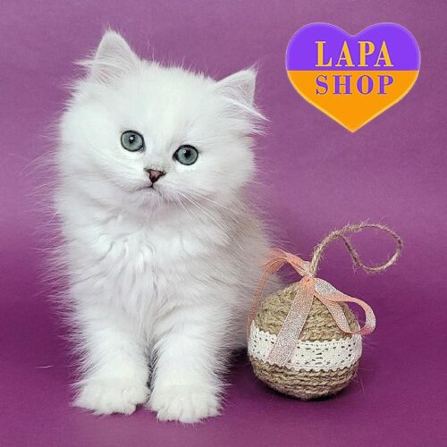 Мишель — милая длинношерстная британская кошечка нежного серебристого окраса