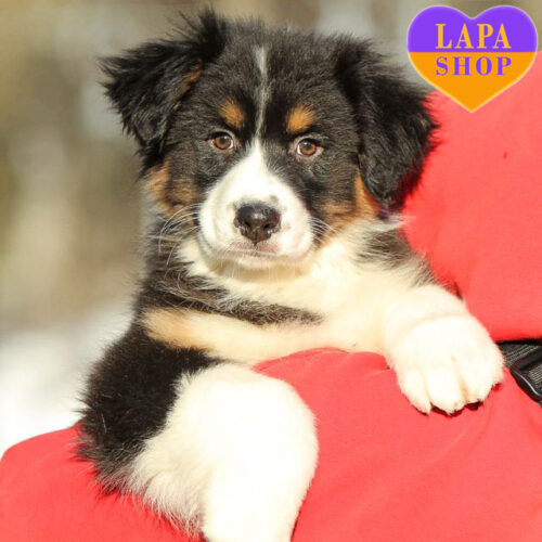 Boomer — Charming Handsome of Australian Shepherd Breed