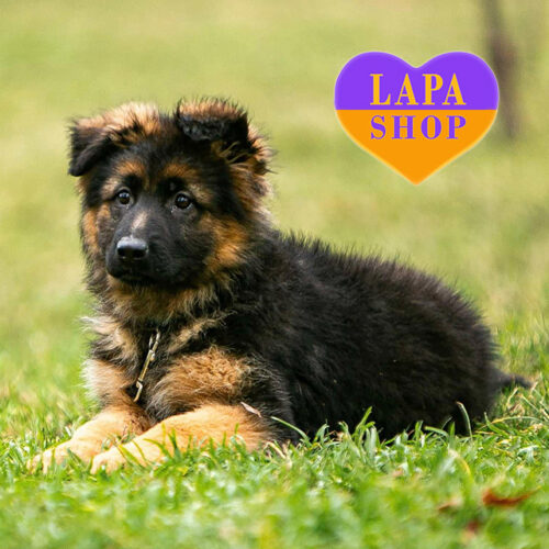 Очаровательная девочка Candy породы немецкая овчарка длинношерстная