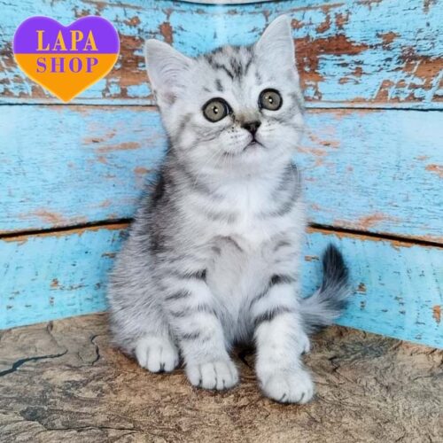 Очаровательная шотландская красавица Candy — ваша будущая любимица