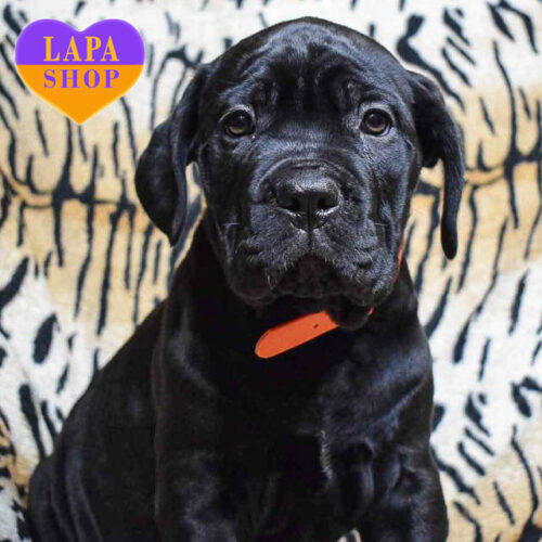 Милая красавица породы кане корсо черной окраски