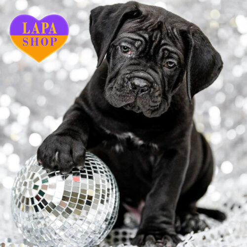 Черный мальчик кане корсо ждет своей семьи