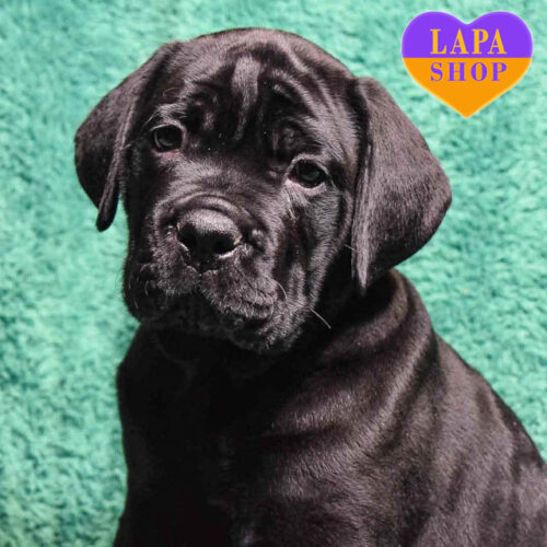 Черный красавец породы кане корсо