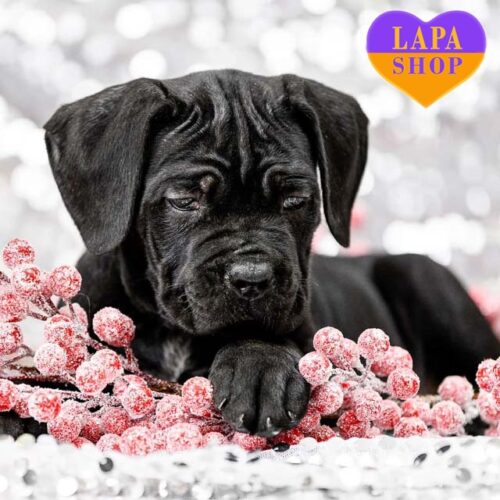 Черная красавица породы кане корсо