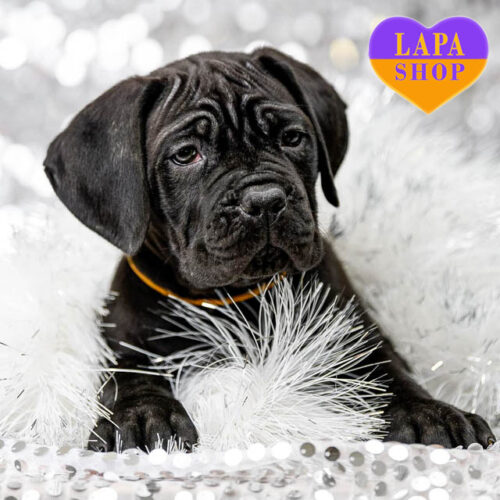 Очаровательная девочка породы кане корсо черной окраски