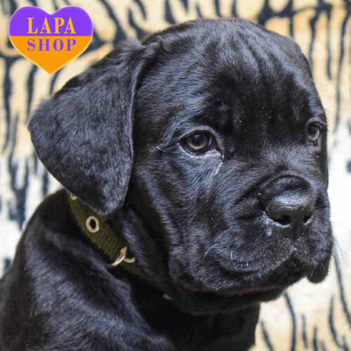 Величественный красавец породы кане корсо черной окраски