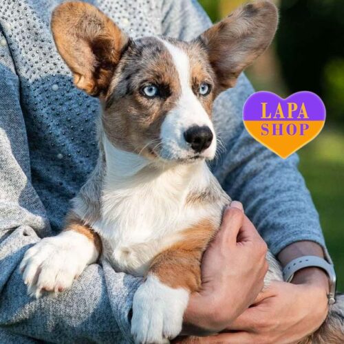 Cappuccino Ice — роскошная девочка породы вельш корги кардиган