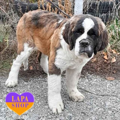 Carina — велика красуня породи сенбернар