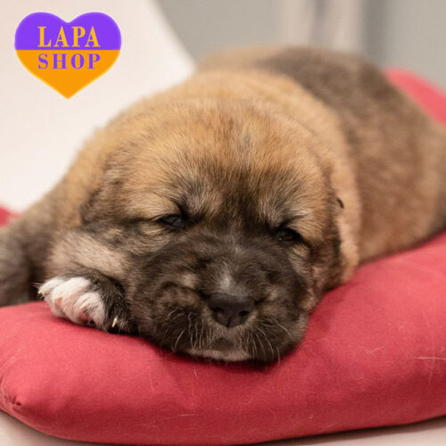 Очаровательная красавица среднеазиатская овчарка рыжего окраса