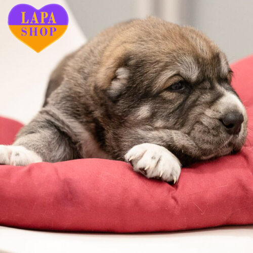 Очаровательный мальчик породы среднеазиатская овчарка ждет любящую семью