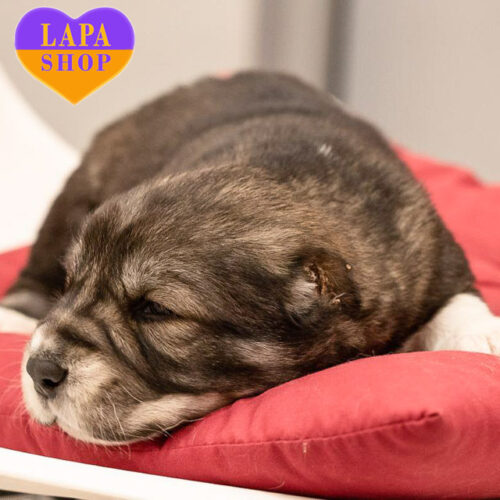 Милая девочка среднеазиатская овчарка ждет семью