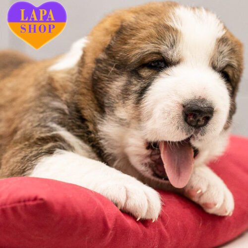 Милый красавец породы среднеазиатская овчарка