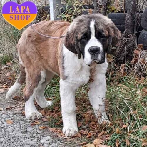 Cera — мила дівчинка породи сенбернар чекає на родину