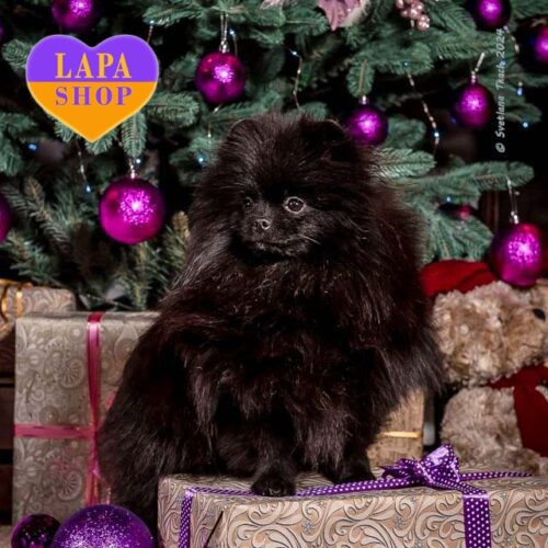 Чермандер – джентельмен породы померанский шпиц черной окраски