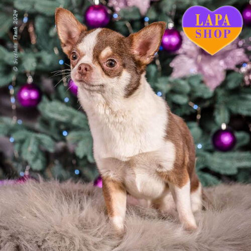 Chester — Gentleman of Chihuahua Breed Waiting for His Family