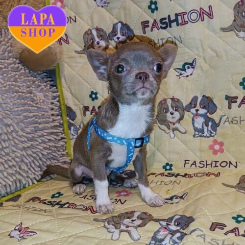 Короткошерстный красавец породы чихуахуа лиловой окраски