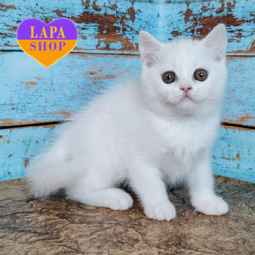 Sweet Scottish Beauty Cindy in a White Coat — Your Future Favorite
