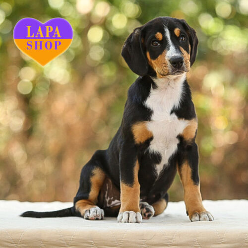 Очаровательная триколорная красавица породы энтлебухер зенненхунд Cleo