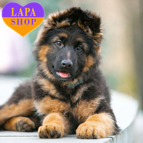 Очаровательный мальчик Crump породы немецкая овчарка длинношерстная