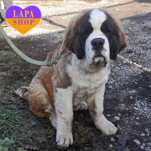 Красивый мальчик породы сенбернар Cyclon ждет семью