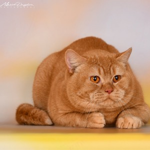 Британська мила красуня Viva чекає на свою родину dad 10