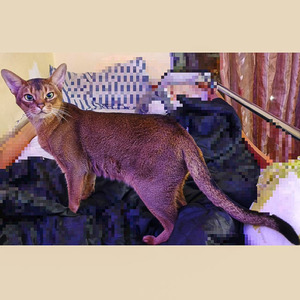 Абисинский красавец Big Bruno dad 9