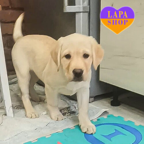 Очаровательная красавица Дейзи породы лабрадор-ретривер