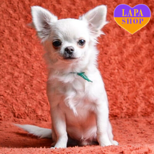 Маленький довгошерстий красень породи чихуахуа Damian