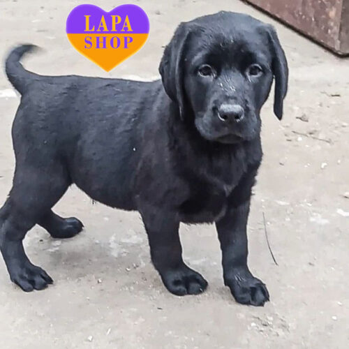 Милая Даная породы лабрадор-ретривер черной окраски