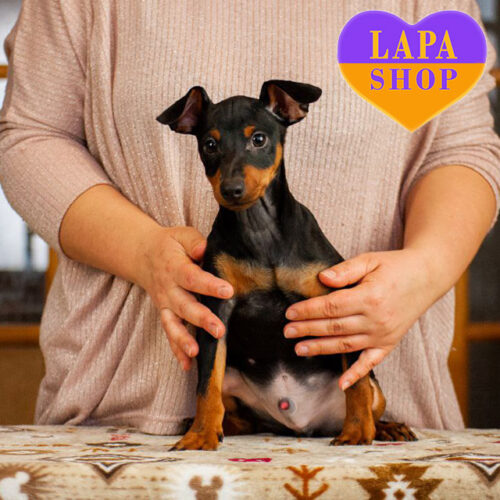 Charming Miniature Pinscher Boy Darwin Waiting for a Family