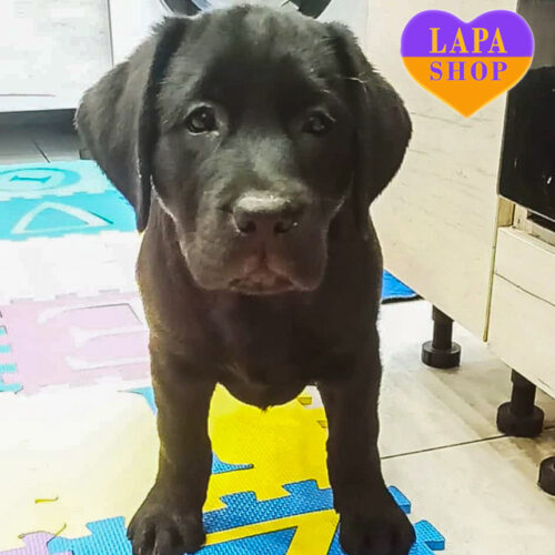 Красавец Диксон породы лабрадор-ретривер