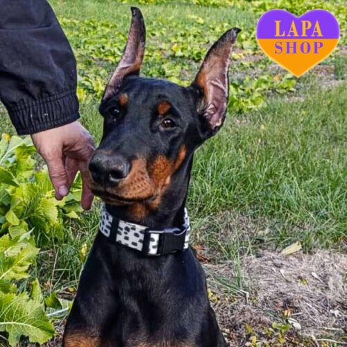 Милый красавец породы доберман ждет семью