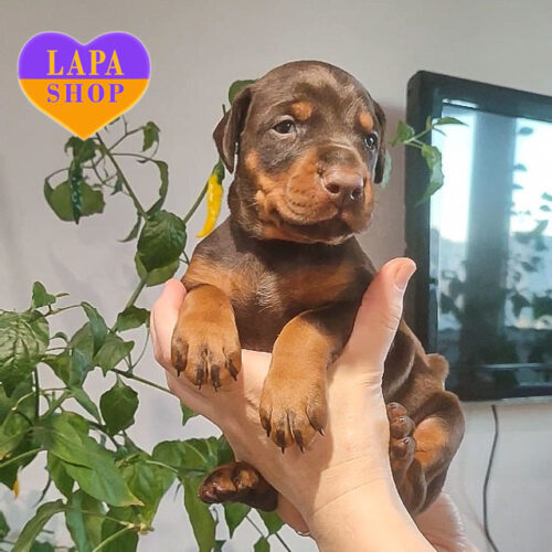 Миленький мальчик породы доберман от титулованных родителей