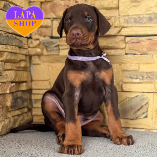 Красивый мальчик породы доберман от титулованных родителей