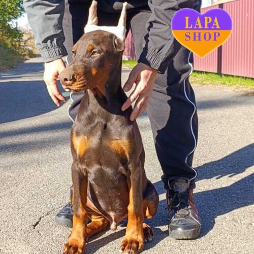 Очаровательный мальчик породы доберман ждет семью