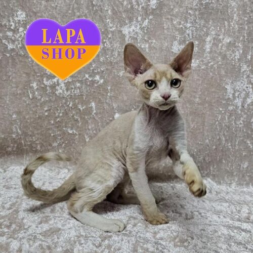 Очаровательный котенок породы девон-рекс нежного кремово-белого окраса Alik