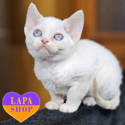 Bambina — красуня девон-рекс з розкішною лілово-пойнтовою шубкою