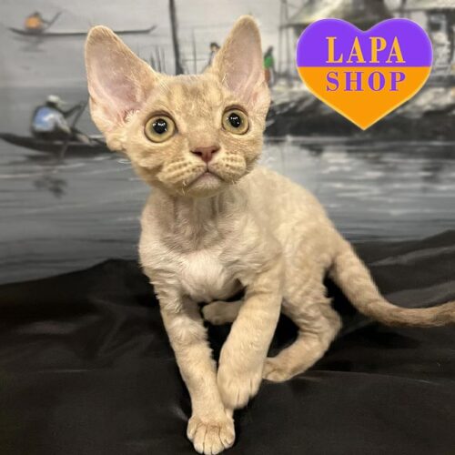 Diana — красавица породы девон-рекс нежного окраса